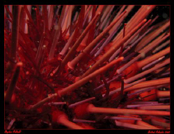 Urchin Abstract.  Cold Water's of British Columbia, Canad... by Stephen Holinski 